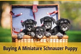 Miniature schnauzer · jacksonville, fl. What To Look For When Buying A Miniature Schnauzer Puppy Zooawesome