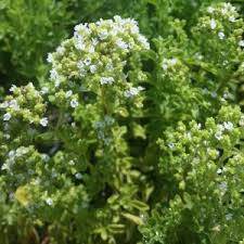 Image result for Origanum
