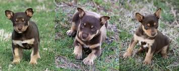 Australian kelpie / anatolian shepherd (short coat). Puppies For Sale Karmala Australian Working Kelpie Stud
