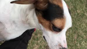 There is also a miniature version of the rat terrier, so. Fairy Adopted Beagle Rat Terrier Mix Youtube
