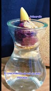 Los jacintos #simbolizan los celos, el deseo de perdón, la alegría y la  sinceridad , según el color de la flor. Los jacintos amarillos están  vinculados a los celos, las flores moradas significan que ...