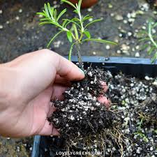 Image result for rosemary cuttings
