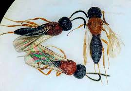 Frisch of woodstock college in the wasps never bug (see what i did there) us, and only seem to bring back crickets. Black Orange Black Color Pattern Found In 23 Families Of Wasps Bees And Ants