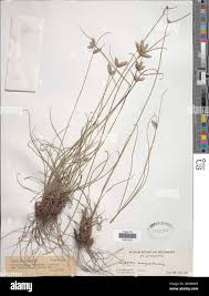 Image result for Cyperus margaritaceus