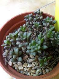 Image result for Anacampseros subnuda