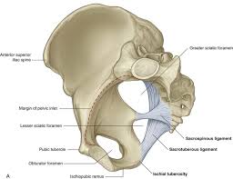 Pelvic skeleton includes two hip bones, sacrum and coccyx. Pelvis And Perineum Clinical Gate