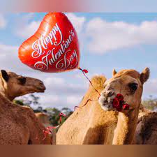 images?q=tbn:ANd9GcRKa2nWAawcpes1odecPCo