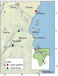 Image result for Uvaria tanzaniae