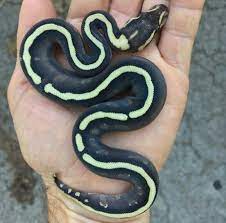 Ghi Mojave Spotnose Yellowbelly Ball Python Produced By Pythonpaintjobs Ball Python Pretty Snakes Ball Python Morphs