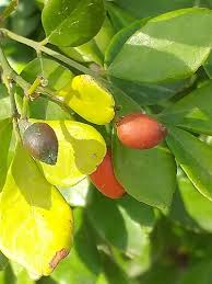 Image result for Vepris zambesiaca