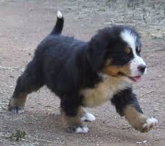 Find bernese mountain dog and puppies from south carolina breeders. Bernese Mountain Dog Shepherd Mix