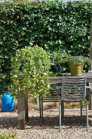 Хедера хеликс (hedera helix) — вечнозеленая лиана. Gartenpflanze Des Monats Marz Der Efeu Blumenburo