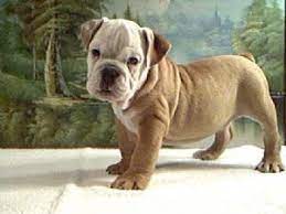 To learn more about each adoptable dog, click on the i icon for some english bulldog. English Bulldog Puppies In Georgia