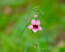 Image result for Hermannia kirkii