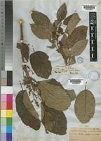Image result for Maesa lanceolata