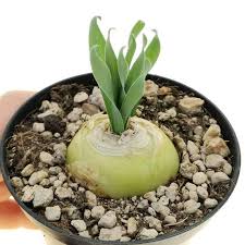 Image result for Albuca nigritana