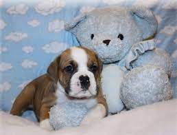 Valley bulldog dog breed information, pictures, care, temperament, health, breed history, puppies. Valley Bulldog Dog Breed Information And Pictures