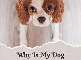 Why Do Dogs Bark At Nothing Pethelpful