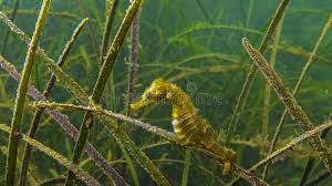 Image result for Zostera capensis