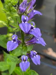 Image result for lobelia