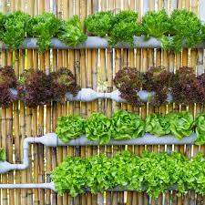 Setting up your diy hydroponic garden includes a whole plethora of benefits. How To Build A Hydroponic Garden