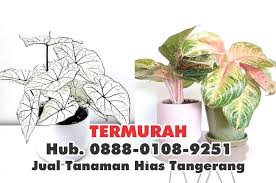 Tempat jual beli tanaman hias kaktus dan sukulen. Pin Di Tanaman Hias Tangerang