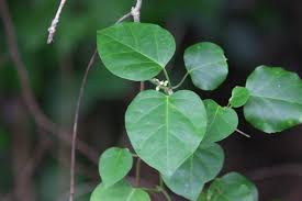 Image result for Marsdenia