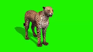 Green Screen Animals Collection 1 Greenscreen Animals Free Green Screen