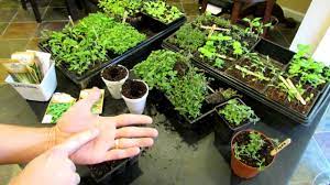 Oregano is a great starter herb because it's easy to grow and tends to yield very well. Three Minute Garden Tips Growing Thyme Oregano Indoors Start To Finish The Rusted Garden 2013 Youtube