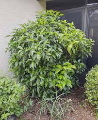 Image result for Coffea schliebenii