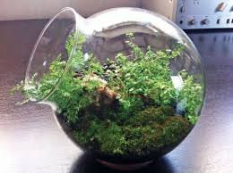 Stunning Diy Terrariums Design Ideas 12 Terrarium Diy Hanging Terrarium Diy Succulent Terrarium