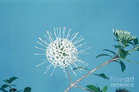 Image result for Pavetta sp. A