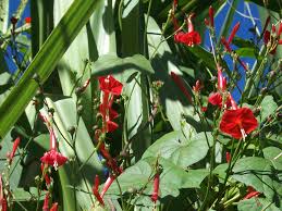 Image result for Ipomoea hederifolia