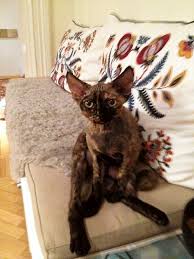 Familj frun jenny strömstedt, program­ledare. Niklas Stromstedt Jag Har Accepterat Min Rost Icakuriren