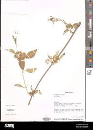 Image result for Secamone