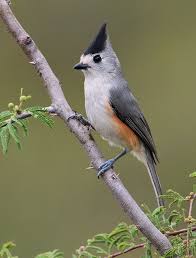Birds With Tufted Heads Uk Pin On Life List