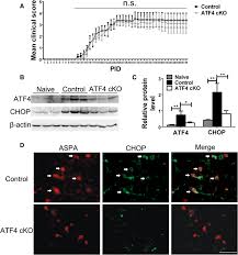 Banyak pertanyaan mengenai 607 meaning in text karena kode bahasa gaul yang sangat banyak di gunakan oleh kaum milenial. Oligodendrocyte Specific Atf4 Inactivation Does Not Influence The Development Of Eae Journal Of Neuroinflammation Full Text