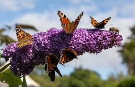 How to water butterfly bushes. Buddleja Butterfly Bush Care Growing Tips Horticulture