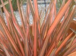Image result for Phormium