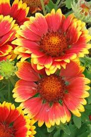 Blanket Flower Flowers Perennials Plants
