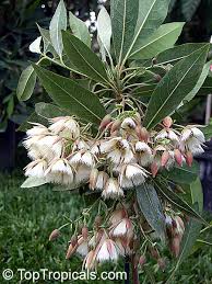 Image result for Emicocarpus