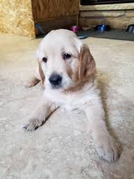 Find golden retriever puppies and breeders in your area and helpful golden retriever information. Golden Retriever Puppies Classifieds Buy Sell Trade Or Rent Lake Ontario United Lake Ontario S Largest Fishing Hunting Community New York And Ontario Canada