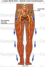 The nervous system directs our body's reactions to the world and also controls most of our internal 1. Human Body Diagram Lower Back Human Anatomy