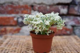 Image result for Pilea microphylla