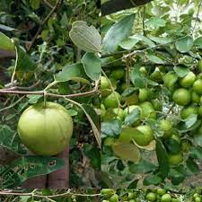 Sebarang pertanyaan boleh wasap di link ini wasap.my/60129627007. Pokok Bidara Jumbo Home Furniture Gardening On Carousell