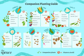 Companion Planting Chart and Guide for Vegetable Gardens