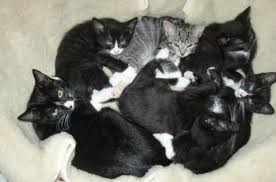 Es kommt im praxisbetrieb öfter vor: Kann Eine 10 Monate Alte Katze Schon Schwanger Sein Katzen