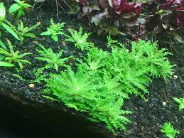 Image result for Pogostemon rogersii