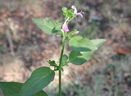 Image result for Dicliptera