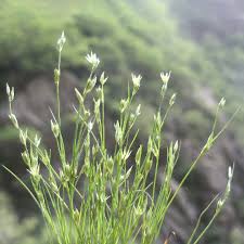 Image result for Bulbostylis densa